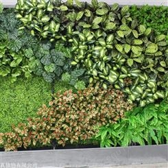 绿植墙仿真植物墙装饰 户外仿真绿植墙 仿真绿植厂家批发