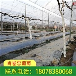 贺州钢管独立大棚—草莓园搭建施工工程