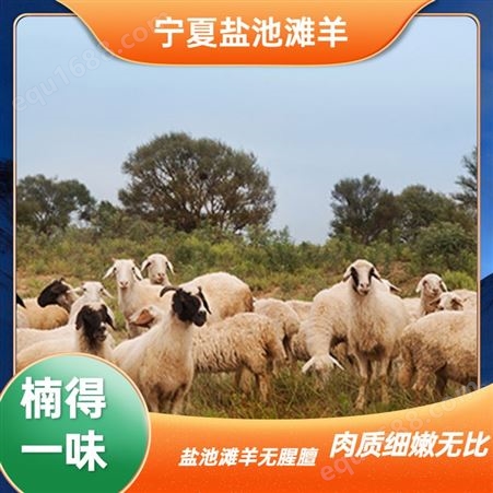 福华养殖场供应杜泊绵羊羊苗 宁夏盐池滩羊 波尔山羊产子率96%