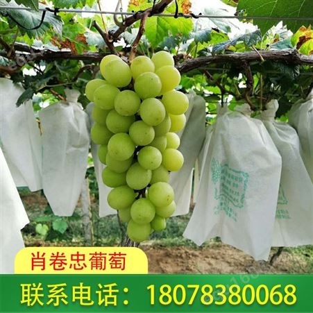 桂林阳光玫瑰葡萄出售六斤起发货