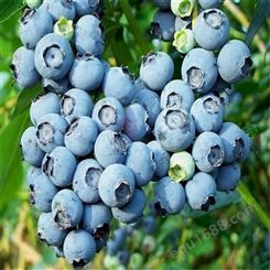 欢乐果园 组培蓝莓苗价格 大棚蓝莓苗 货源充足