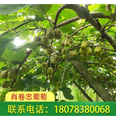 广西桂林红心猕猴桃种植园发货及时
