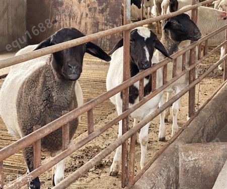 福华养殖场供应体长135厘米的杜泊绵羊 波尔山羊羊羔苗