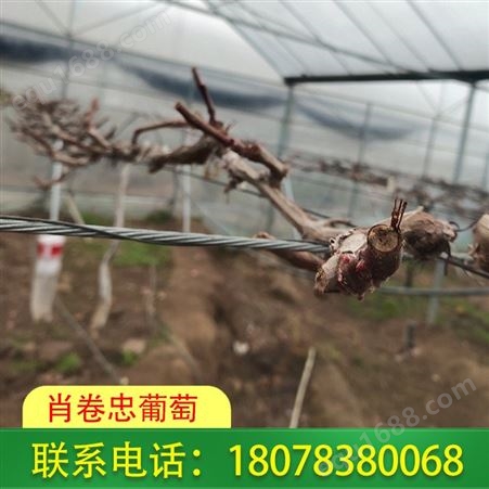 广西阳光玫瑰营养杯苗-桂林5bb占木嫁接苗销售