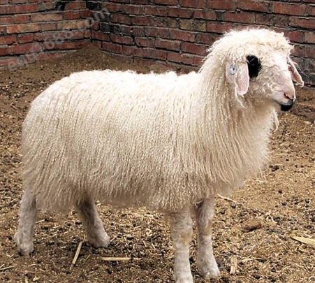 出售盐池滩羊 杜泊绵羊羊苗 波尔山羊羊肉养殖场 好养易活