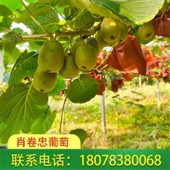 广西桂林红心猕猴桃种植园发货及时