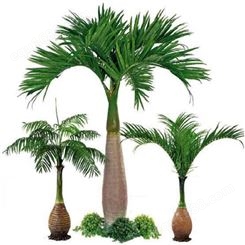 供应新款椰子树无土种植外观新颖酒瓶椰树很好地美化环境