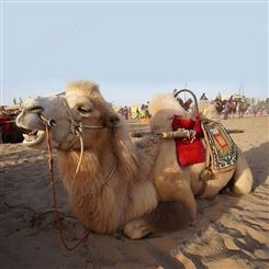 景区骑乘成年大型双峰骆驼 杂食喂养 体形健壮