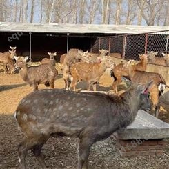 动物园观赏散养梅花鹿活体 成年长角鹿种鹿 亲人鹿仔 体格健壮