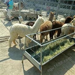 萌宠动物羊驼宝宝 大型商场展 温顺可爱 饲养容易