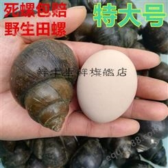 鲜木大号新鲜田螺活体活的石螺泥螺螺蛳粉螺丝肉鲜活螺蛳特大1斤(9-11个)