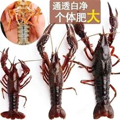 小龙虾活体发货清水养殖麻辣蒜蓉虾尾鲜活斤一件代发性价高
