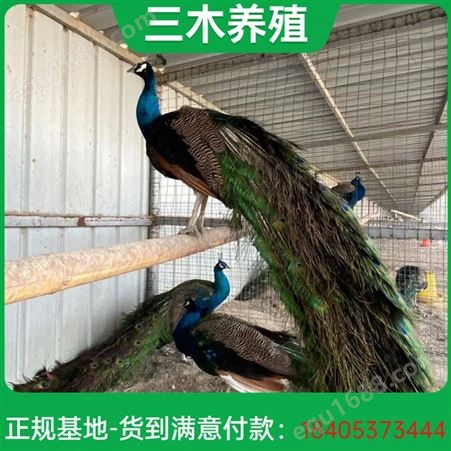 三木养殖 种蛋可孵化 蓝孔雀苗宠物鸟观赏鸟 包活包邮
